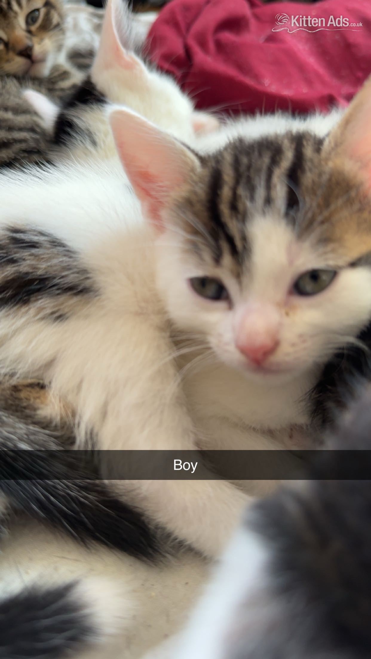 British Shorthair Cats and Kittens