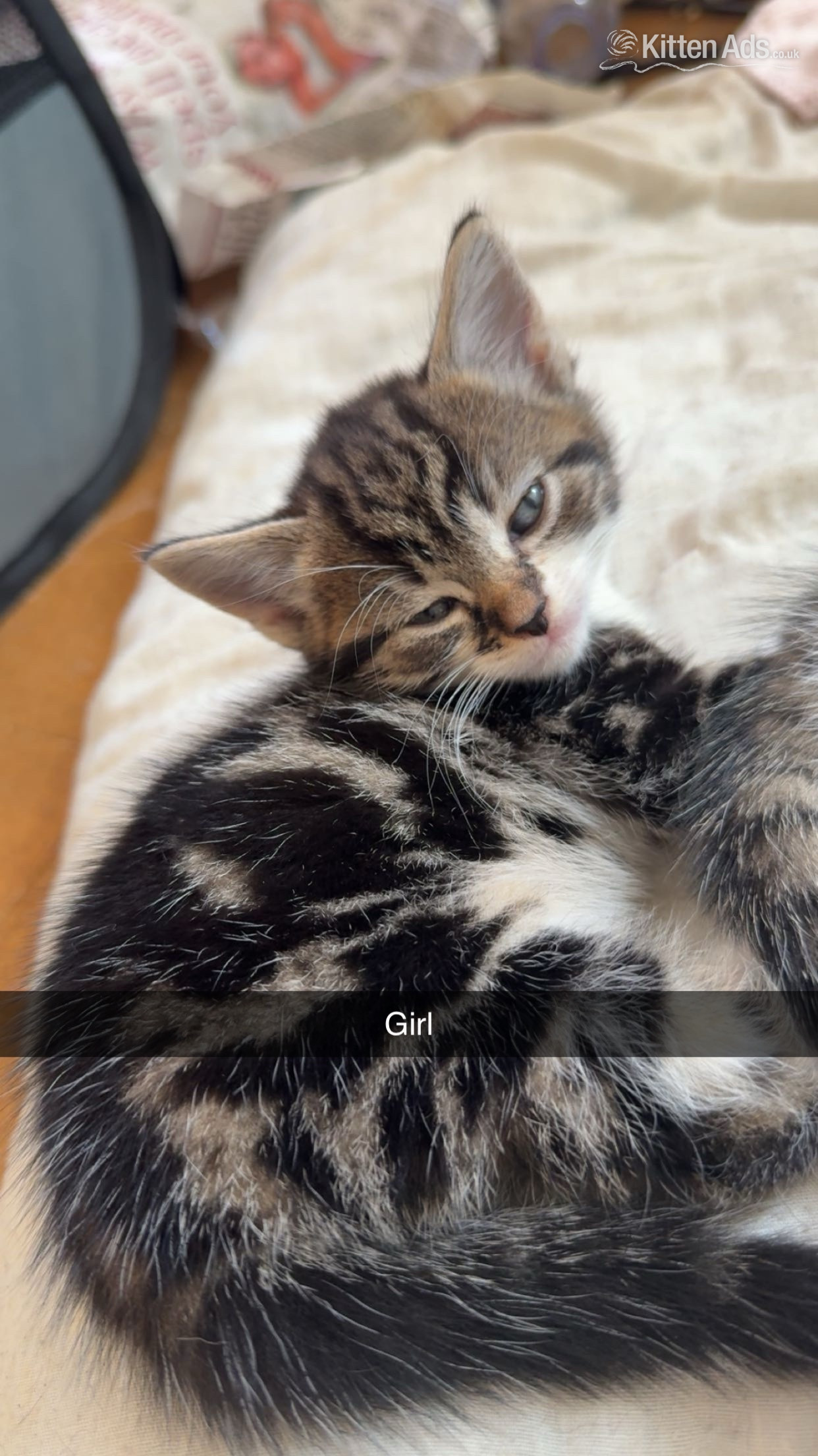 British Shorthair - Beautiful kittens for sale 