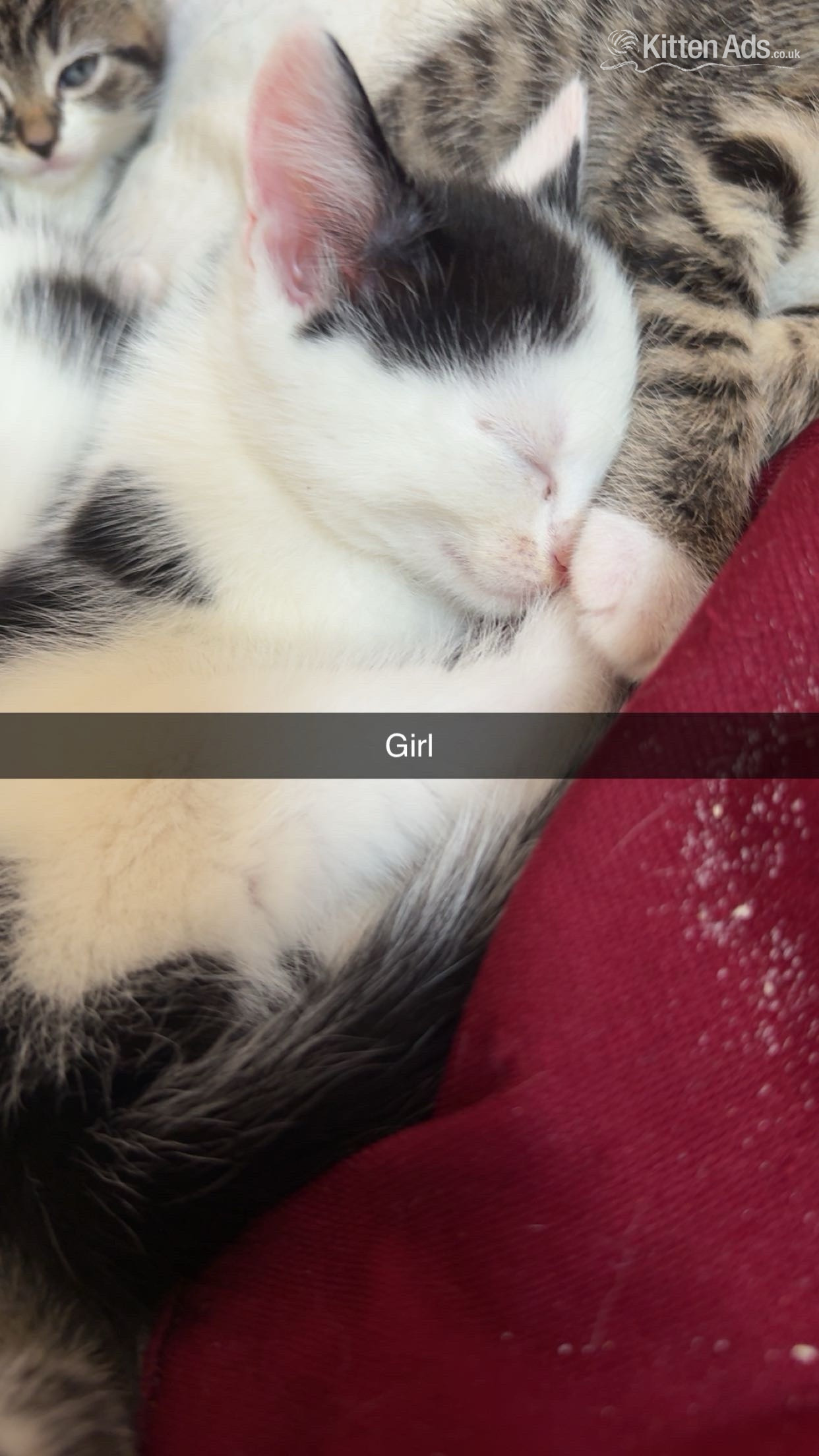 Beautiful kittens for sale  - British Shorthair