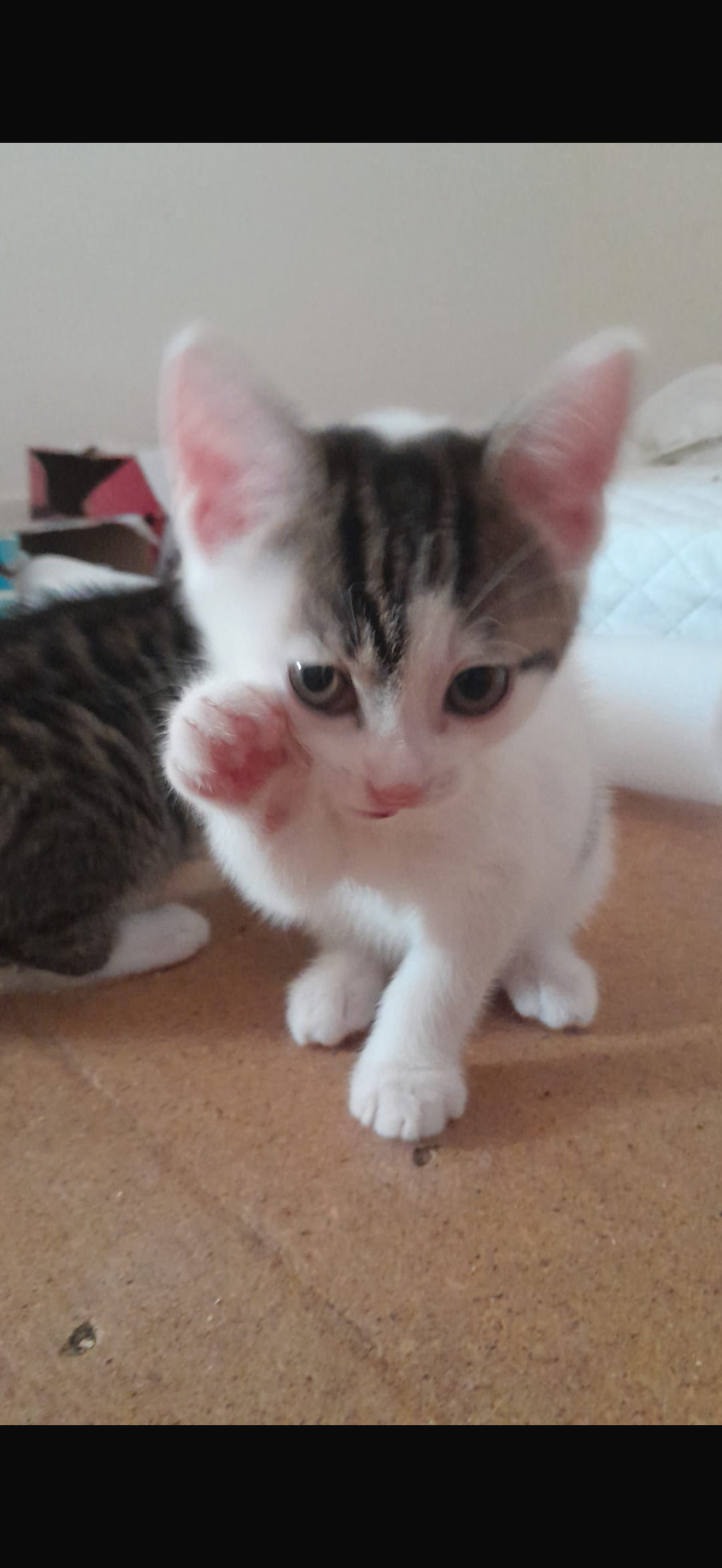 British Shorthair - Beautiful kittens for sale 