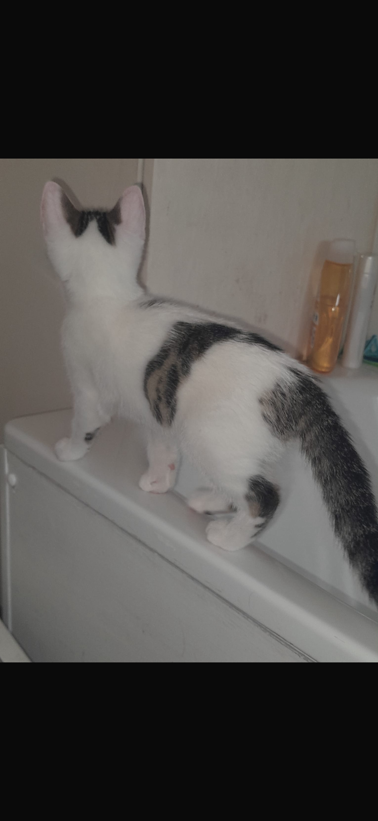Beautiful kittens for sale  - British Shorthair