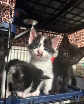 5 mixed breed kittens