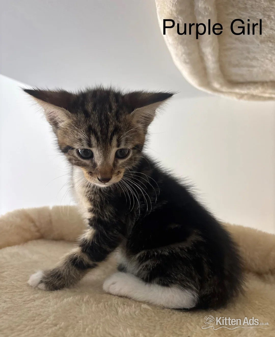 Savannah Cats and Kittens