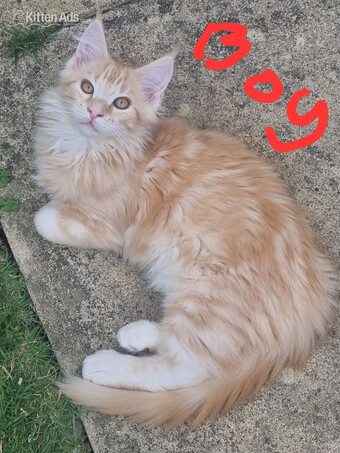 Reduced GCCF registered red and black silver maine coon kittens 