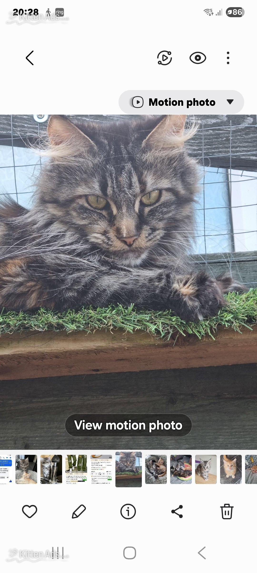  - Reduced GCCF registered red and black silver maine coon kittens 