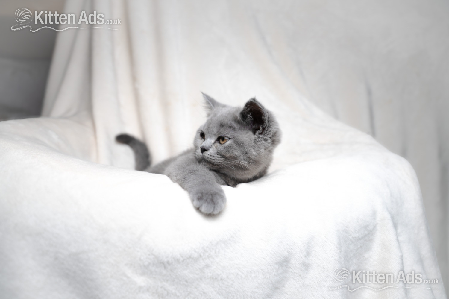  Cats and Kittens
