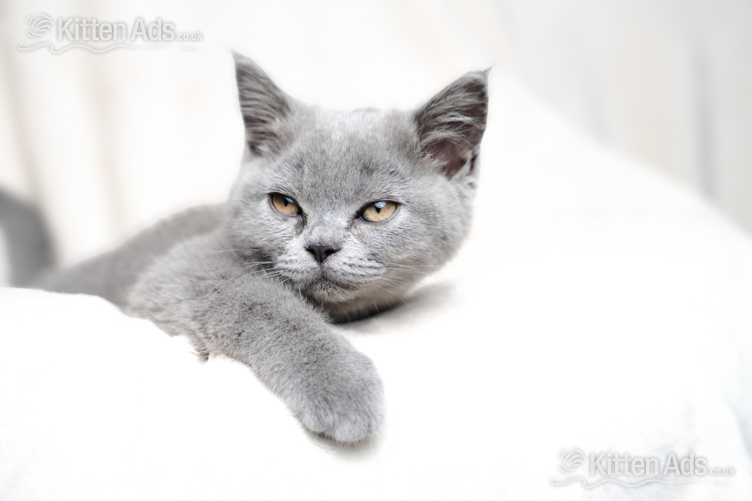 - British Shorthair Blue Female 
