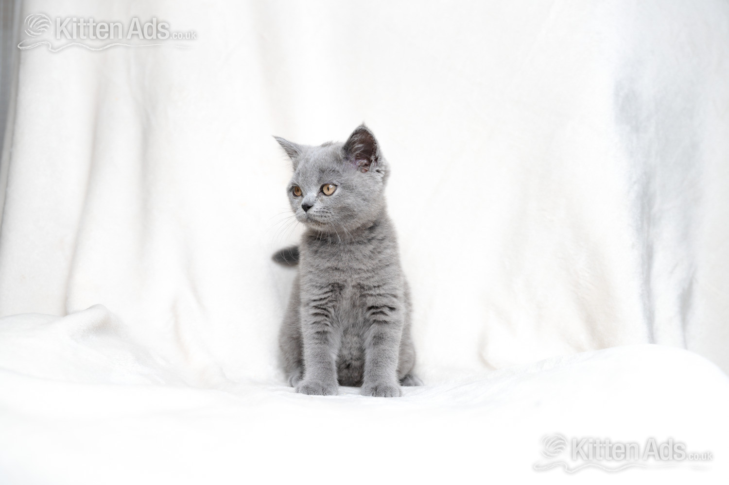 British Shorthair Blue Female  - 