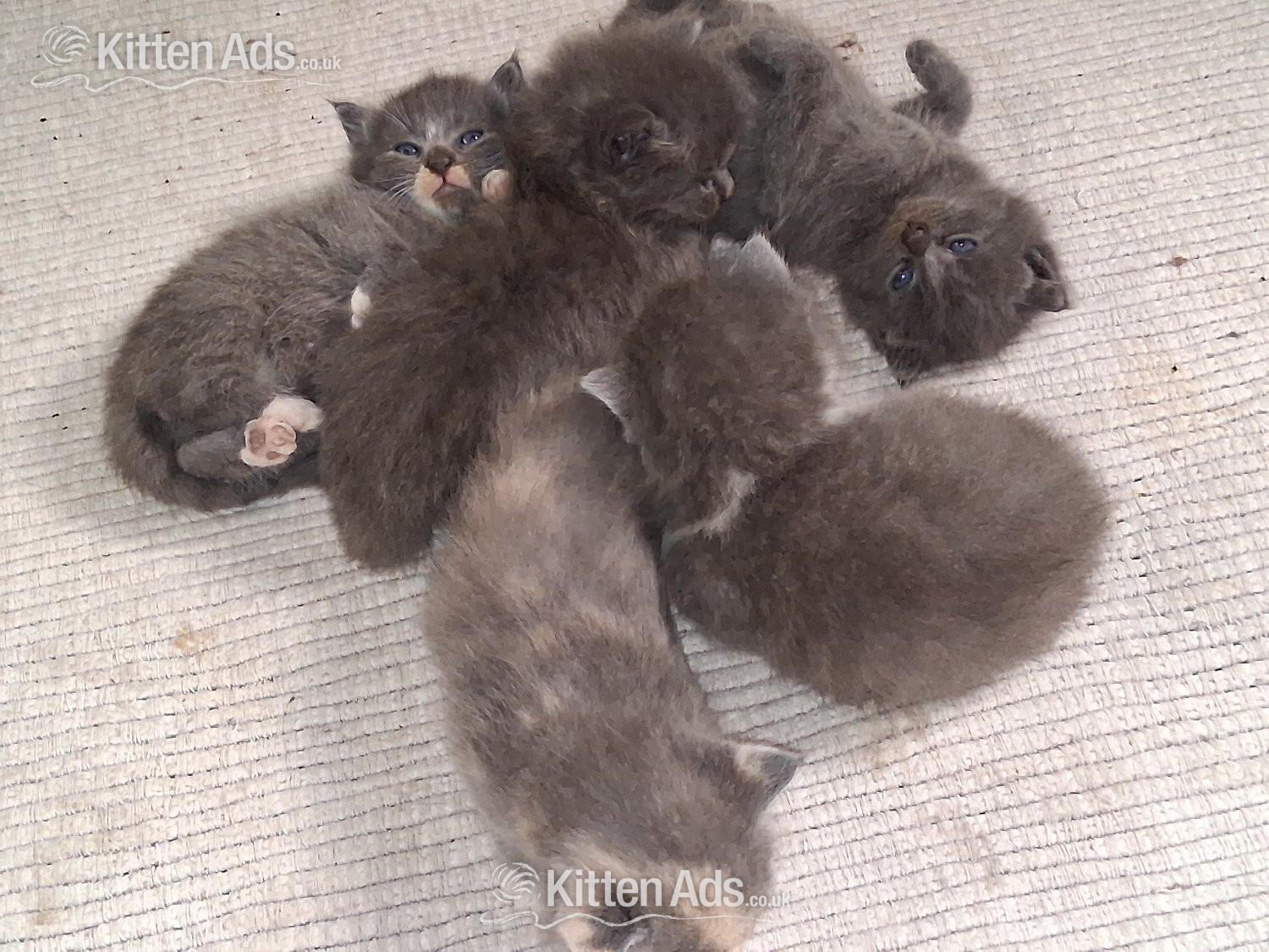  Cats and Kittens