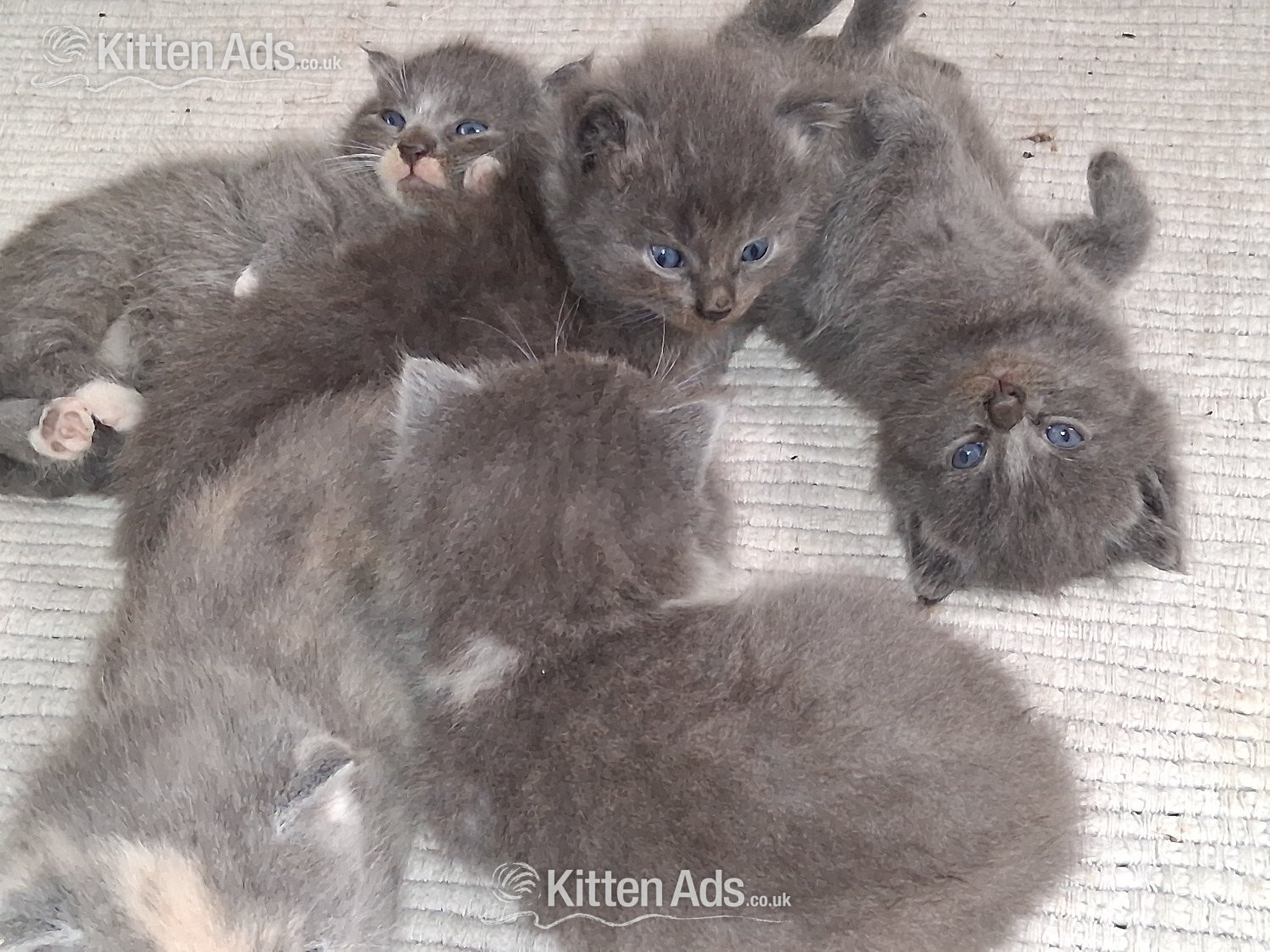  - Longhaired British Shorthaired Blue ClC w Longhaired British Blue