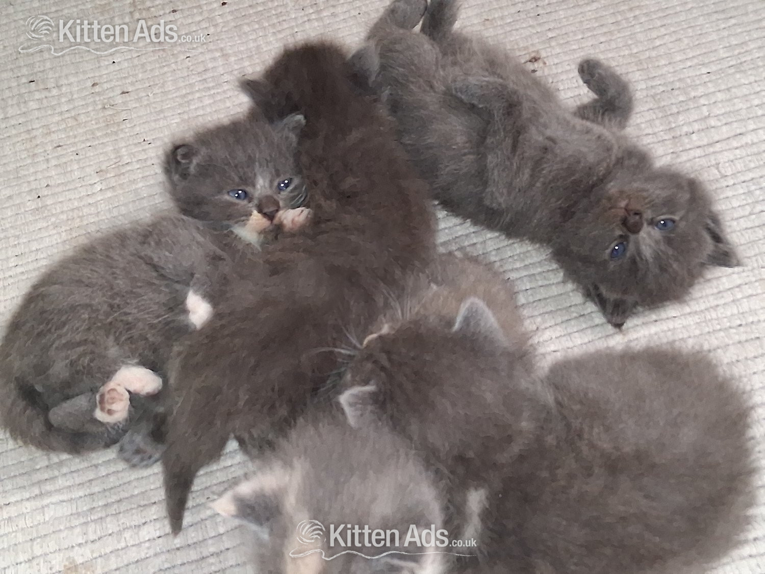 Longhaired British Shorthaired Blue ClC w Longhaired British Blue - 