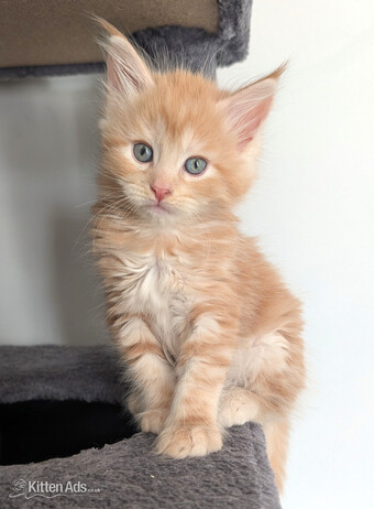 Maine Coon Kittens  READY NOW