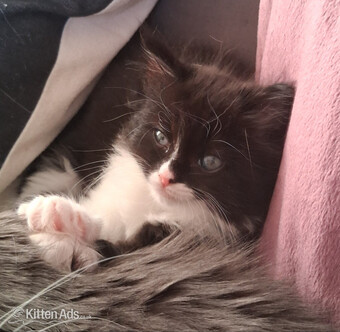 Ragdoll x Kittens