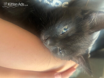 Male kitten looking for forever home