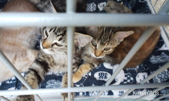 Kittens for sale 