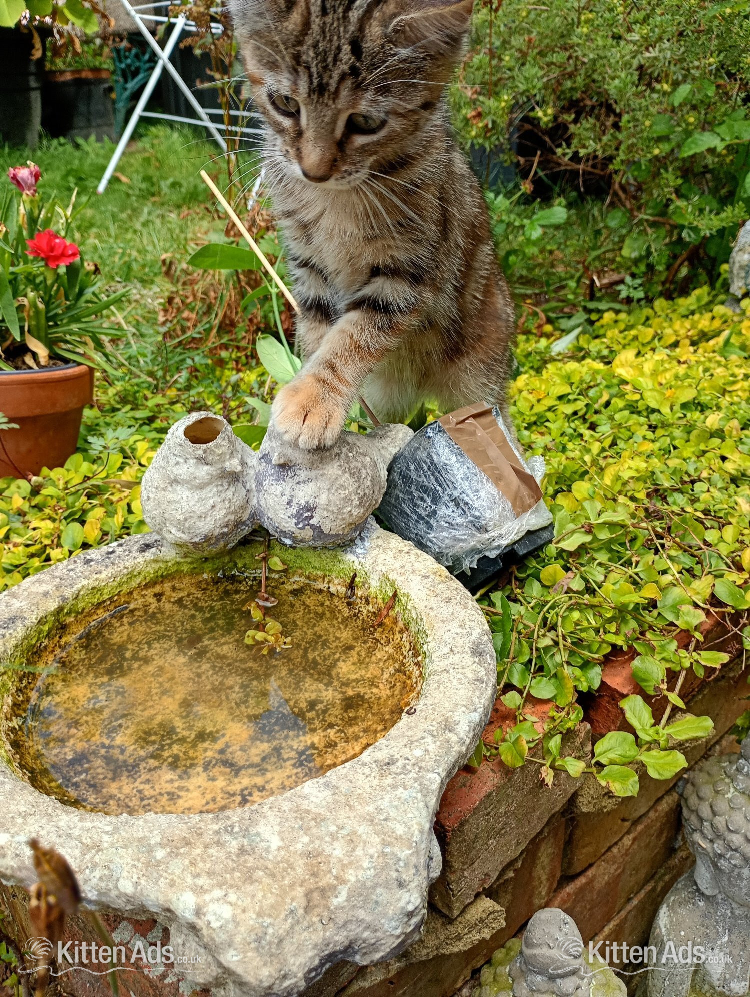 Kittens for sale  - 