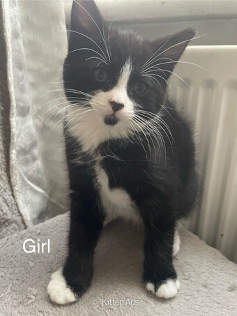 Adorable, fun kittens are ready for a new loving home