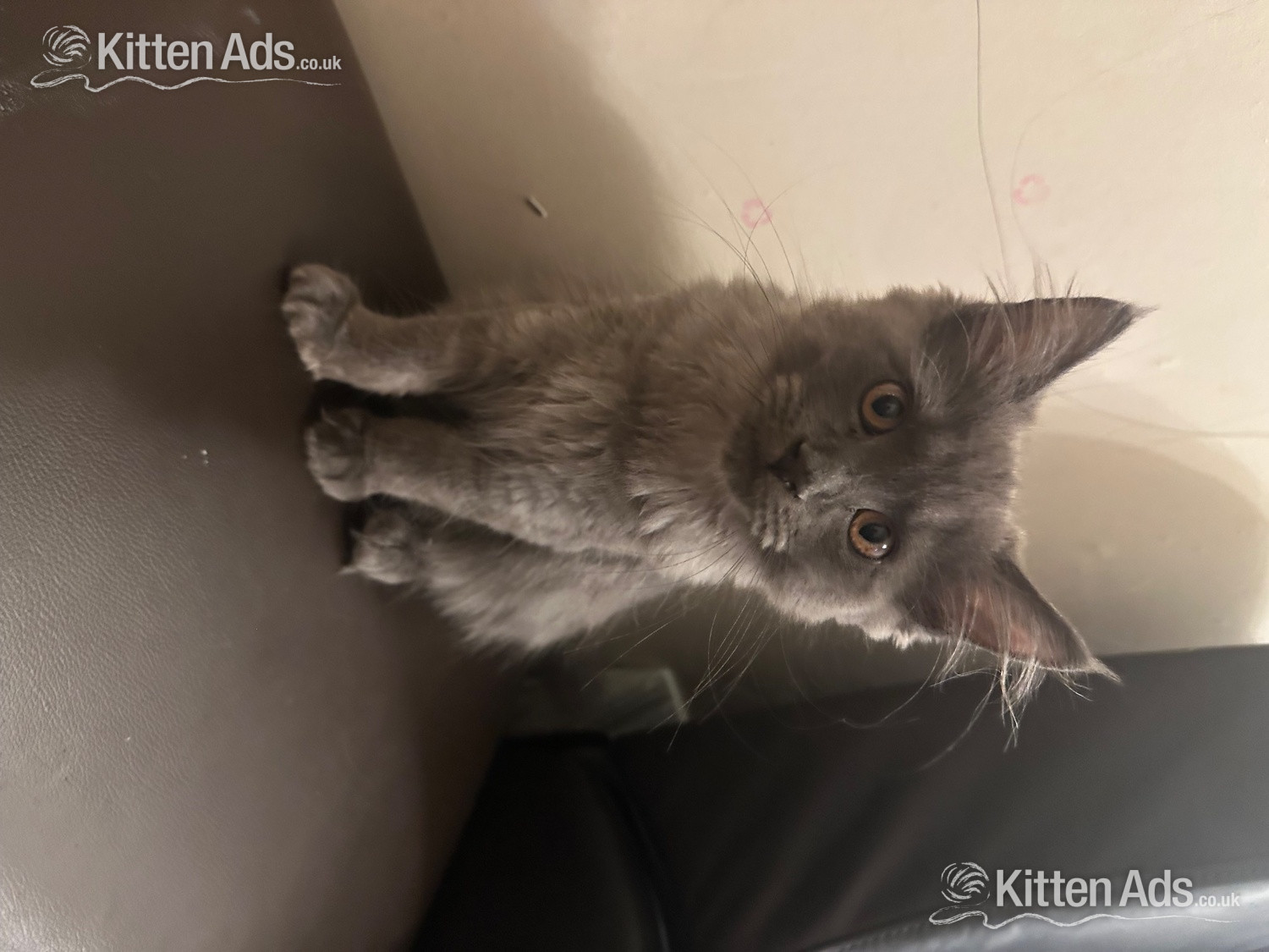 Beautiful blue Maine coon kitten  in {LOCATION}