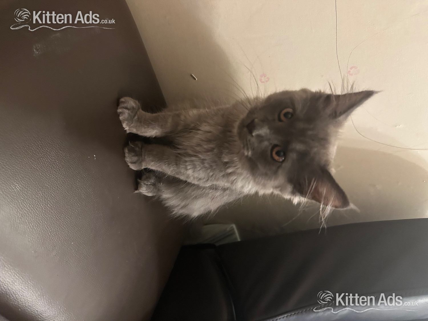  Cats and Kittens