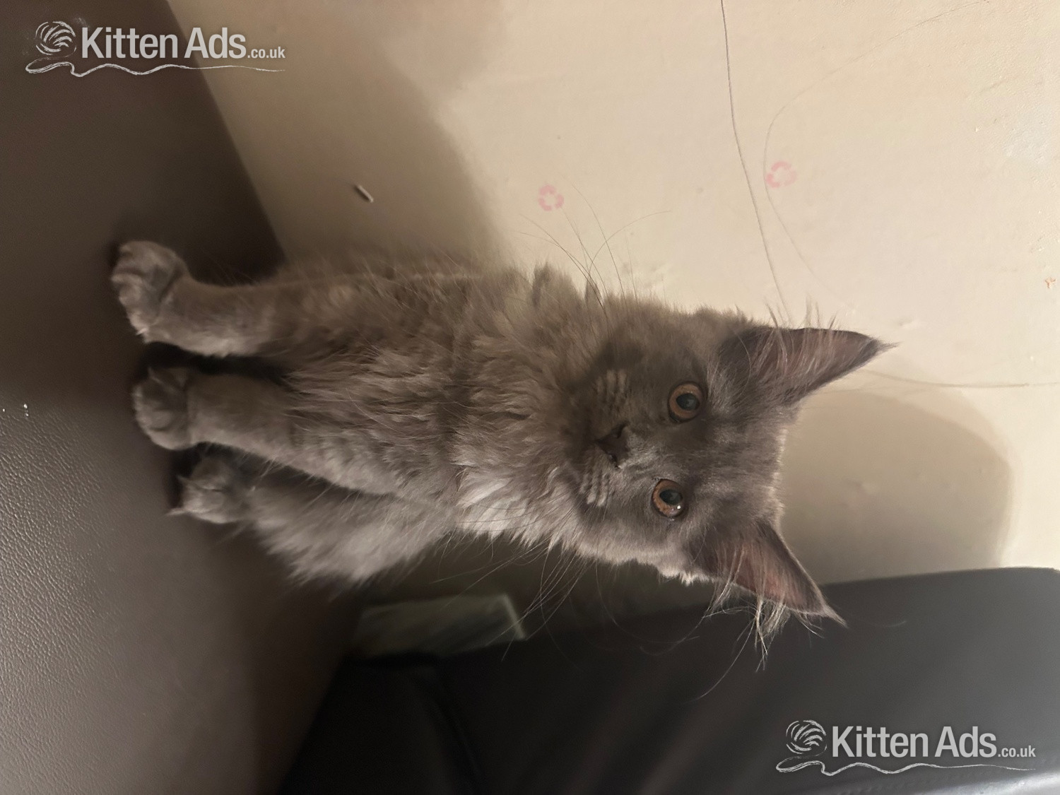  - Beautiful blue Maine coon kitten 
