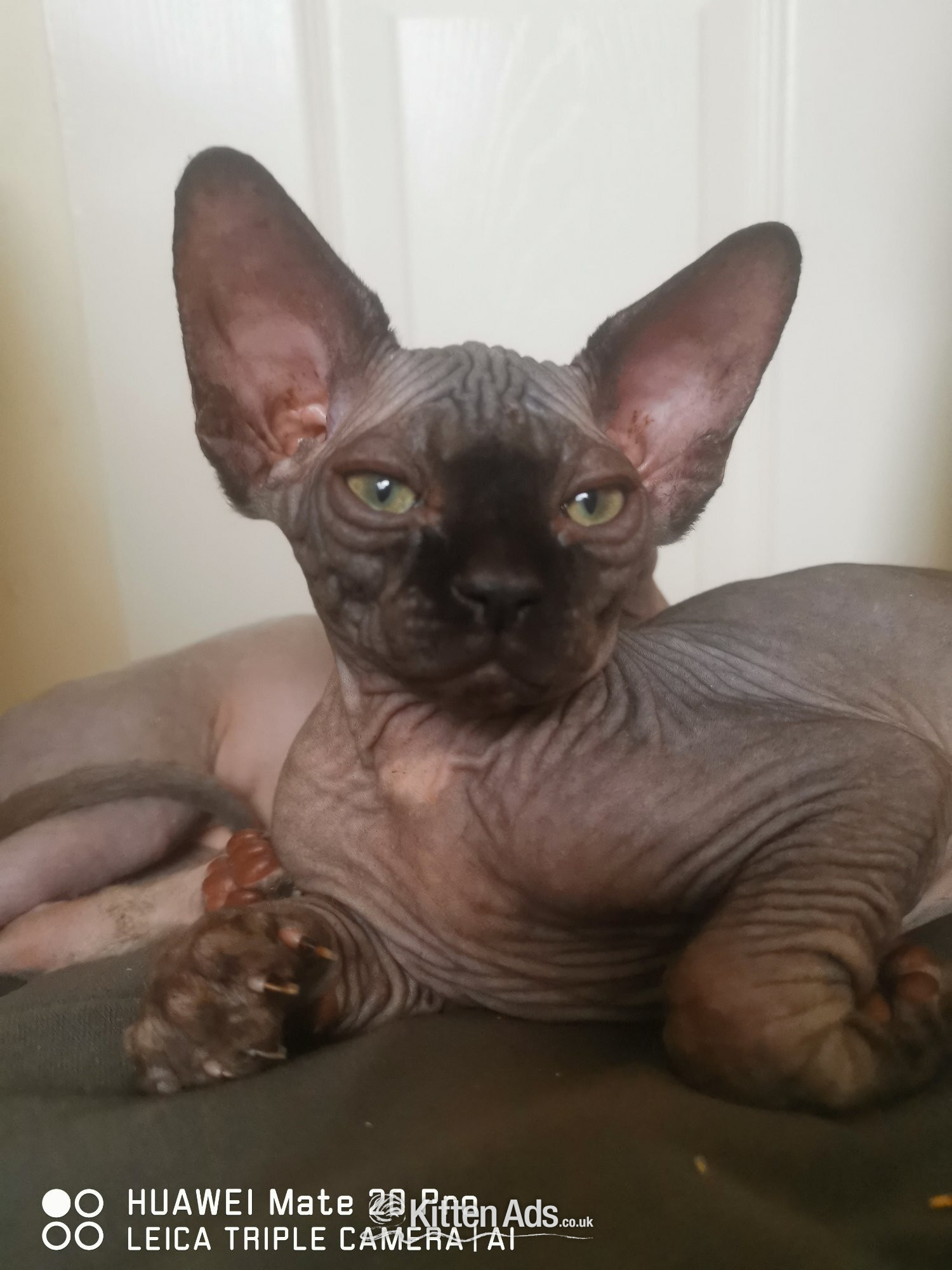  - canadian sphynx canadian sphynx black colour Born on 09/05/2026, 