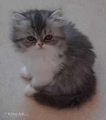 GCCF REGISTERED PERSIAN KITTEN 