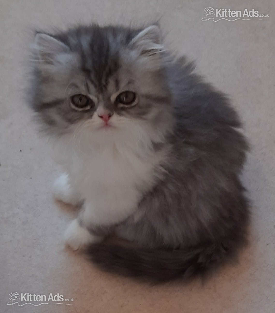 GCCF REGISTERED PERSIAN KITTEN  in {LOCATION}
