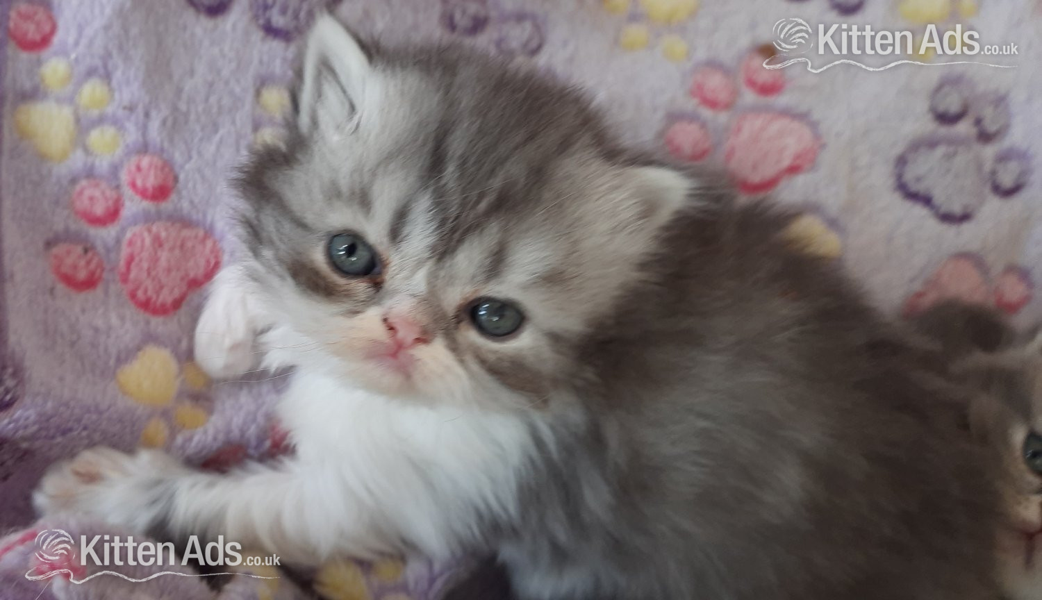  Cats and Kittens