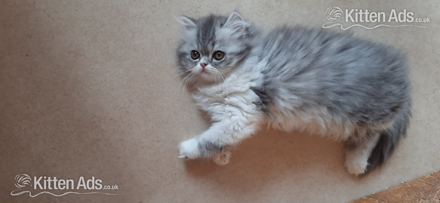  - GCCF REGISTERED PERSIAN KITTEN 