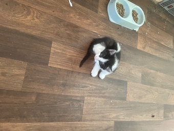 5 kittens for sale