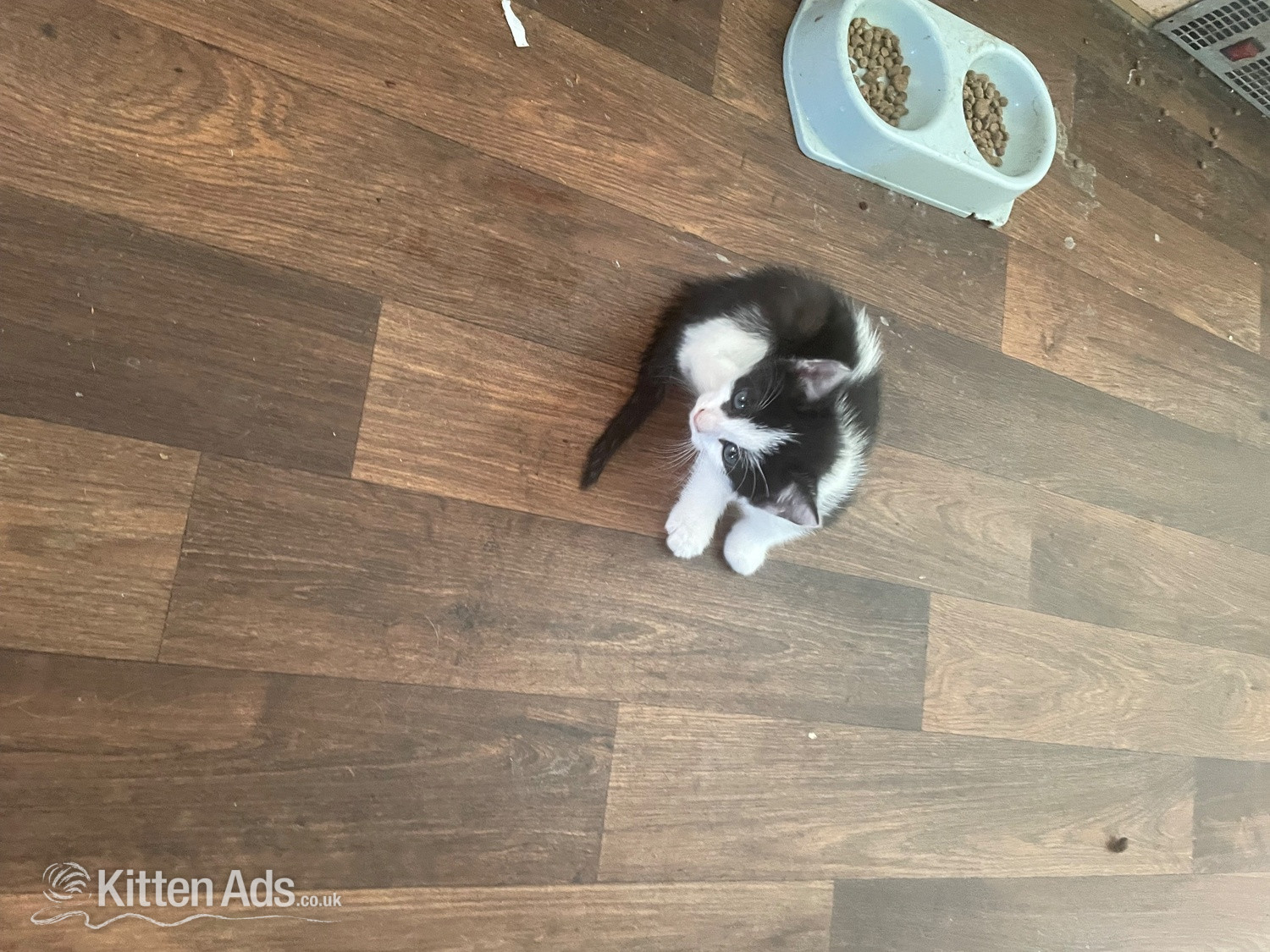 5 kittens for sale in {LOCATION}