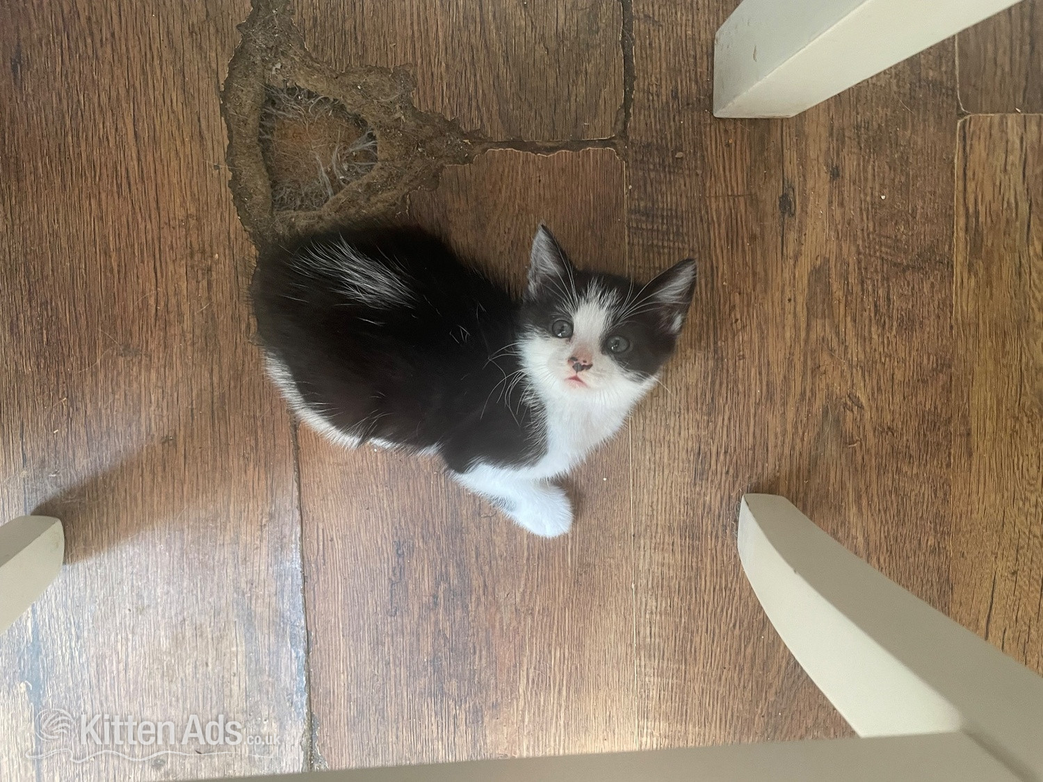 British Shorthair Cats and Kittens