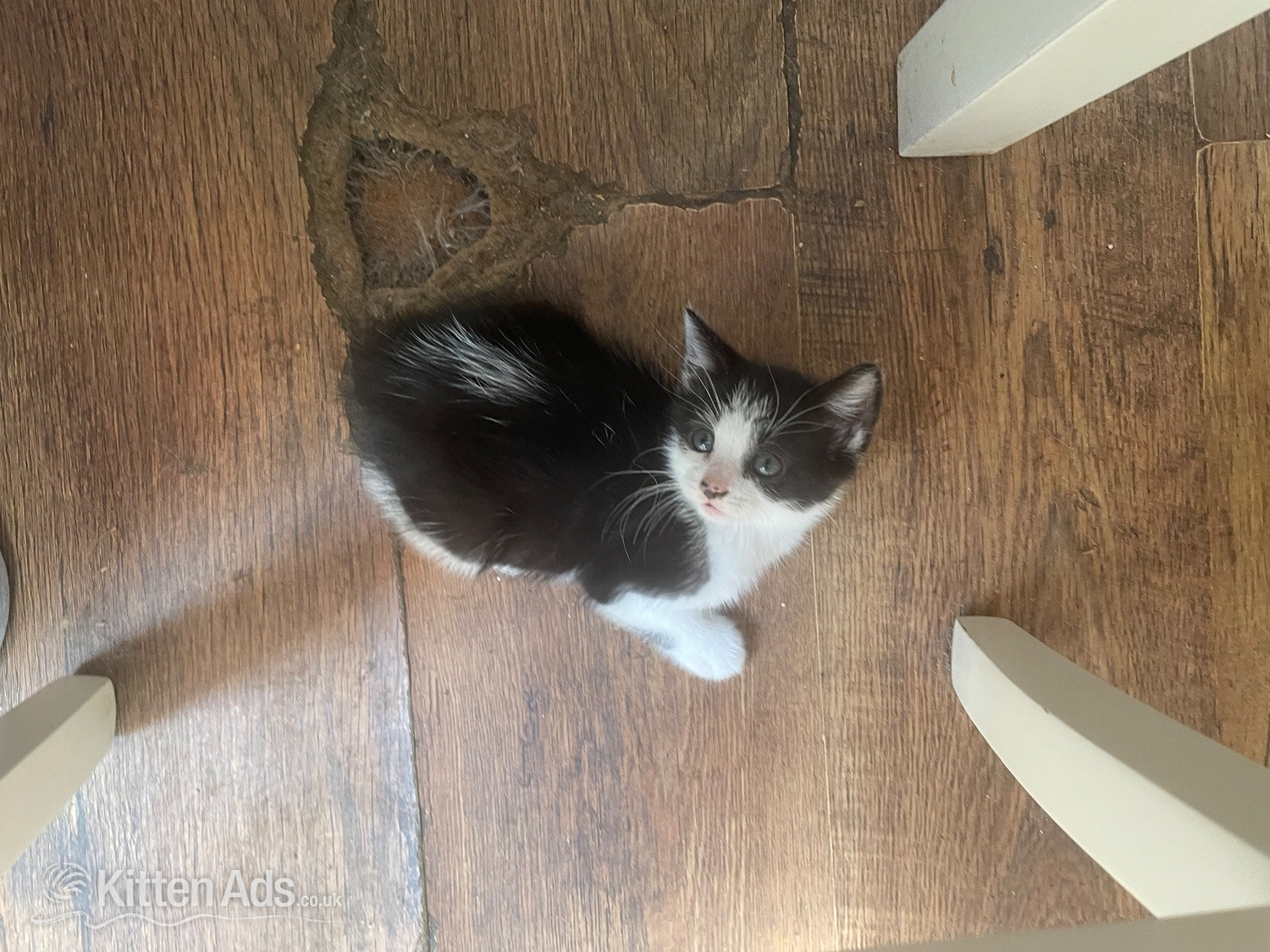 British Shorthair - 5 kittens for sale reduced price to 