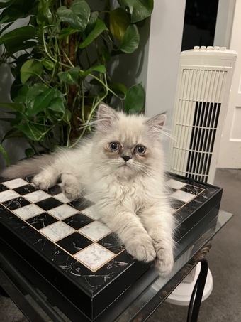 READY NOW LAST ONE Stunning Persian boy kitten ( fully vaccinated