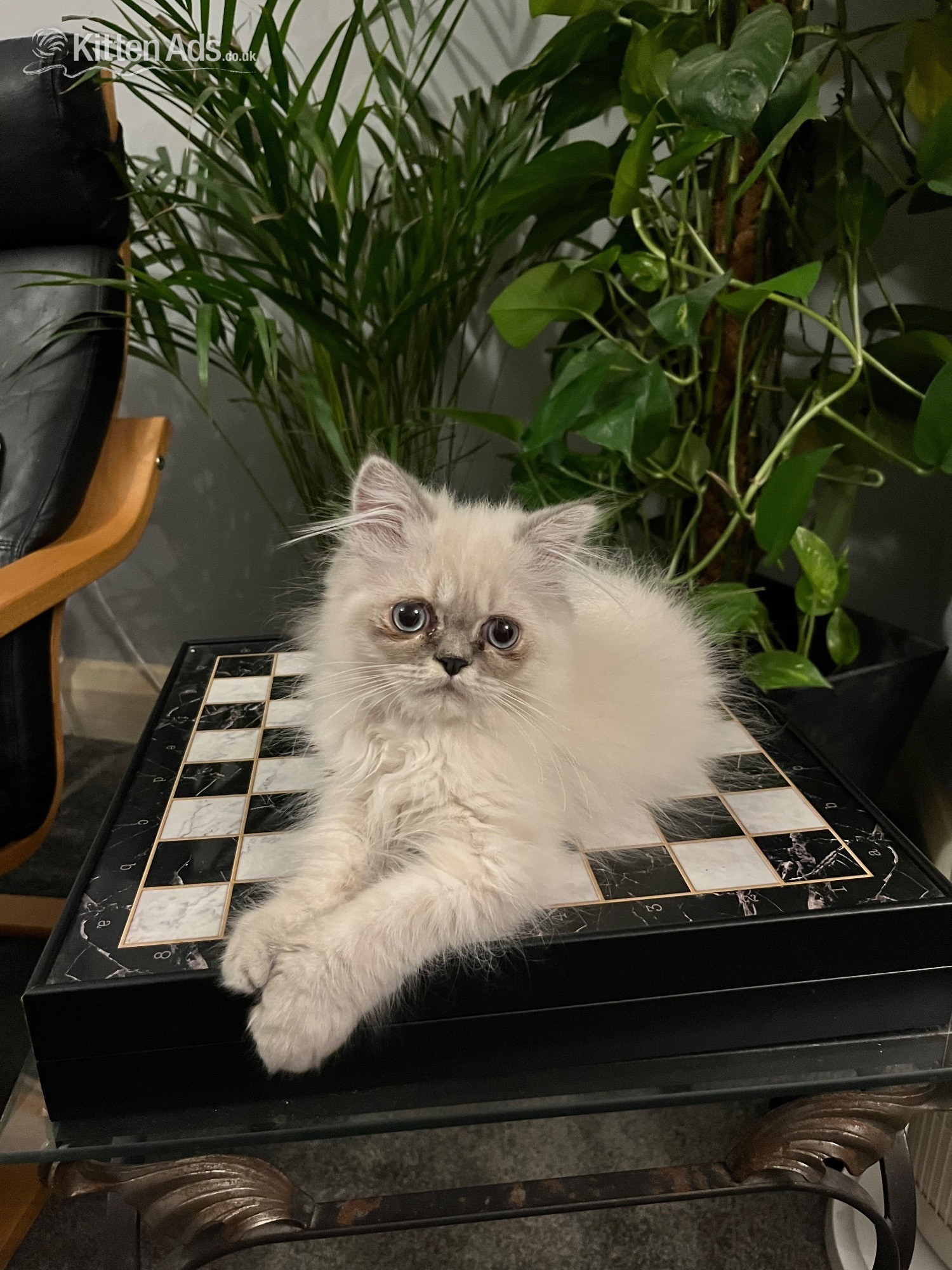 Persian