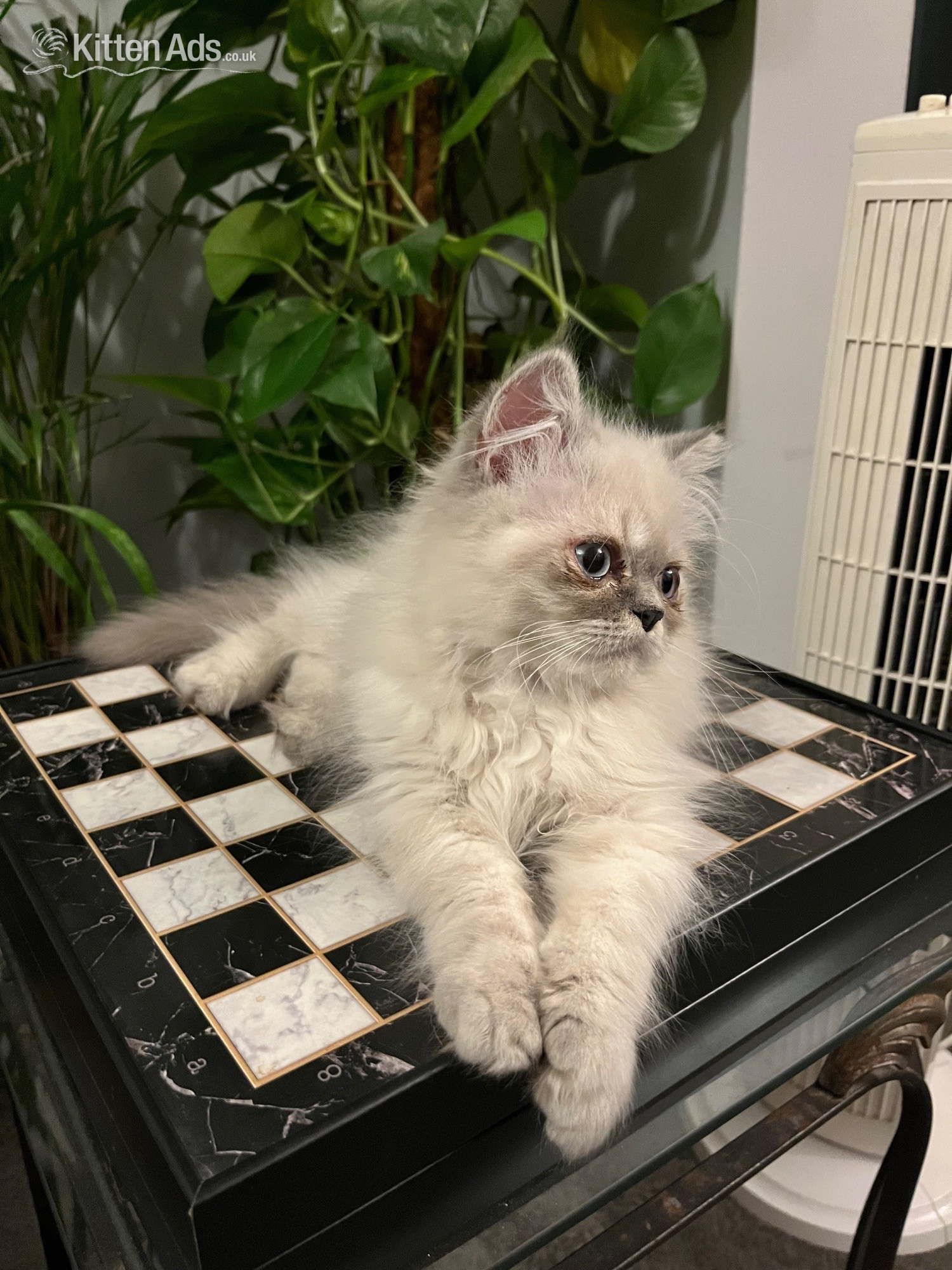 Persian Cats and Kittens