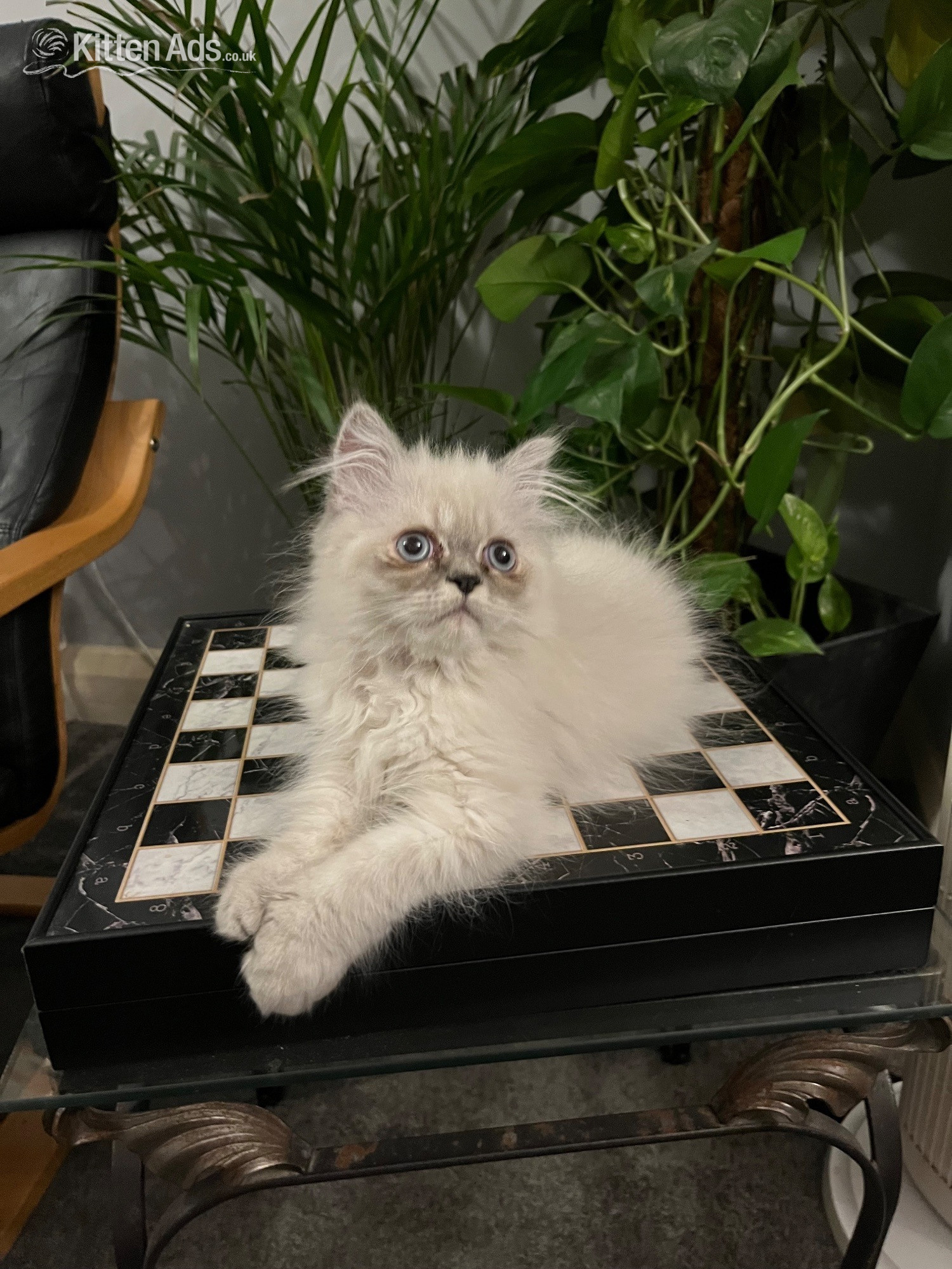 Persian - READY NOW LAST ONE Stunning Persian boy kitten ( fully vaccinated