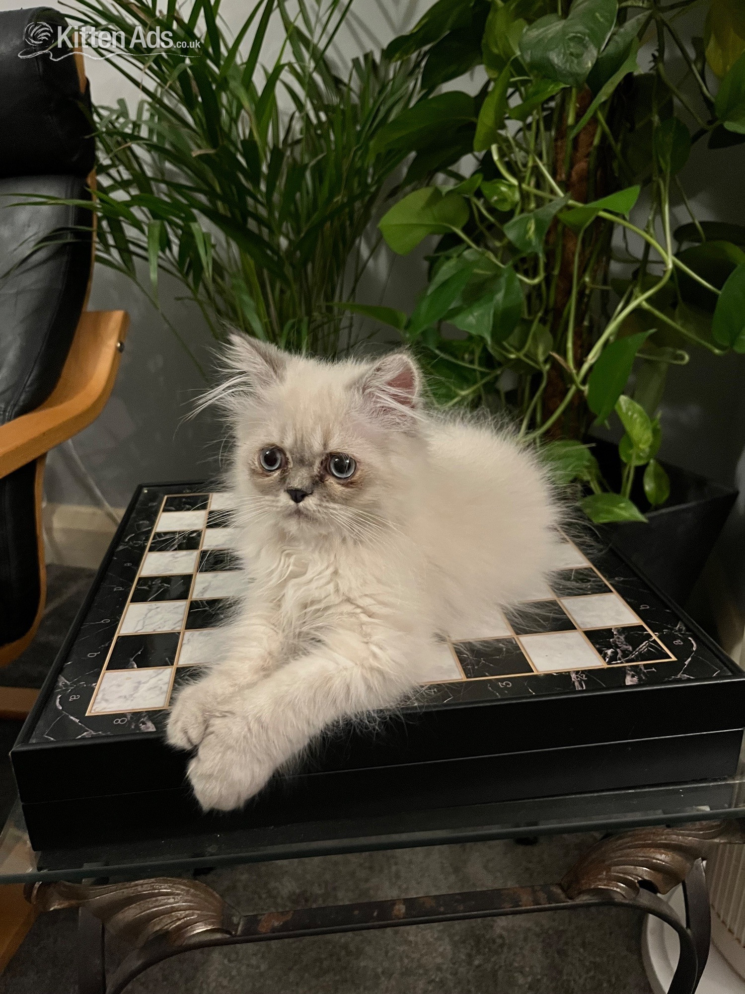 READY NOW LAST ONE Stunning Persian boy kitten ( fully vaccinated - Persian