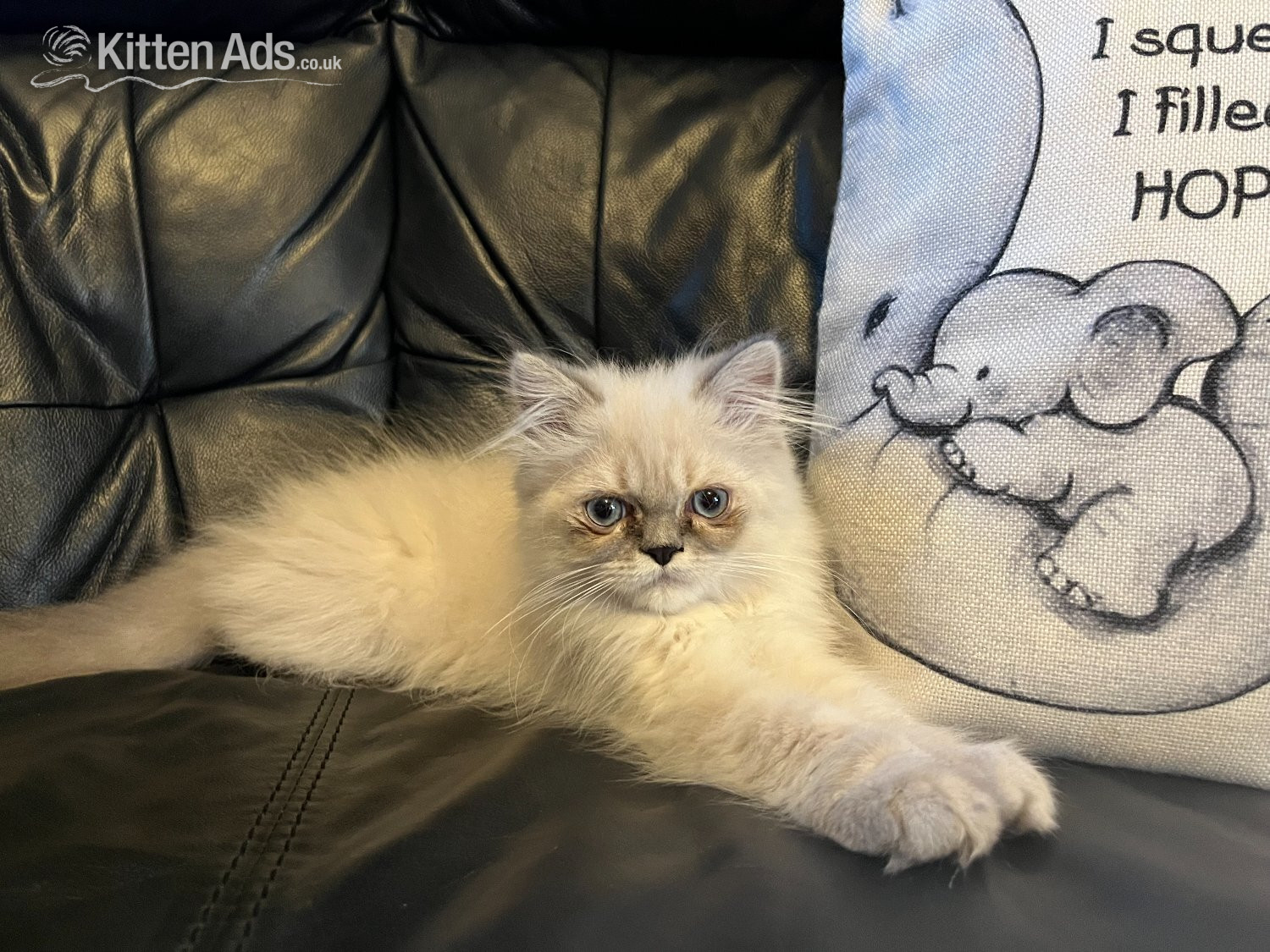 READY NOW Stunning Persian boy kitten ( fully vaccinated in {LOCATION}