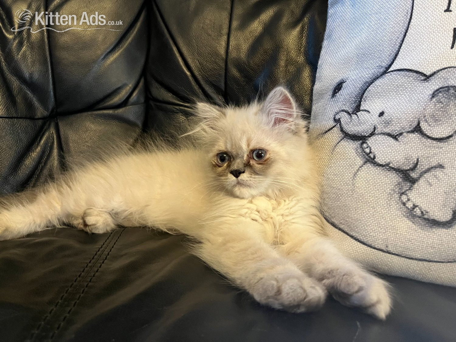 Persian Cats and Kittens