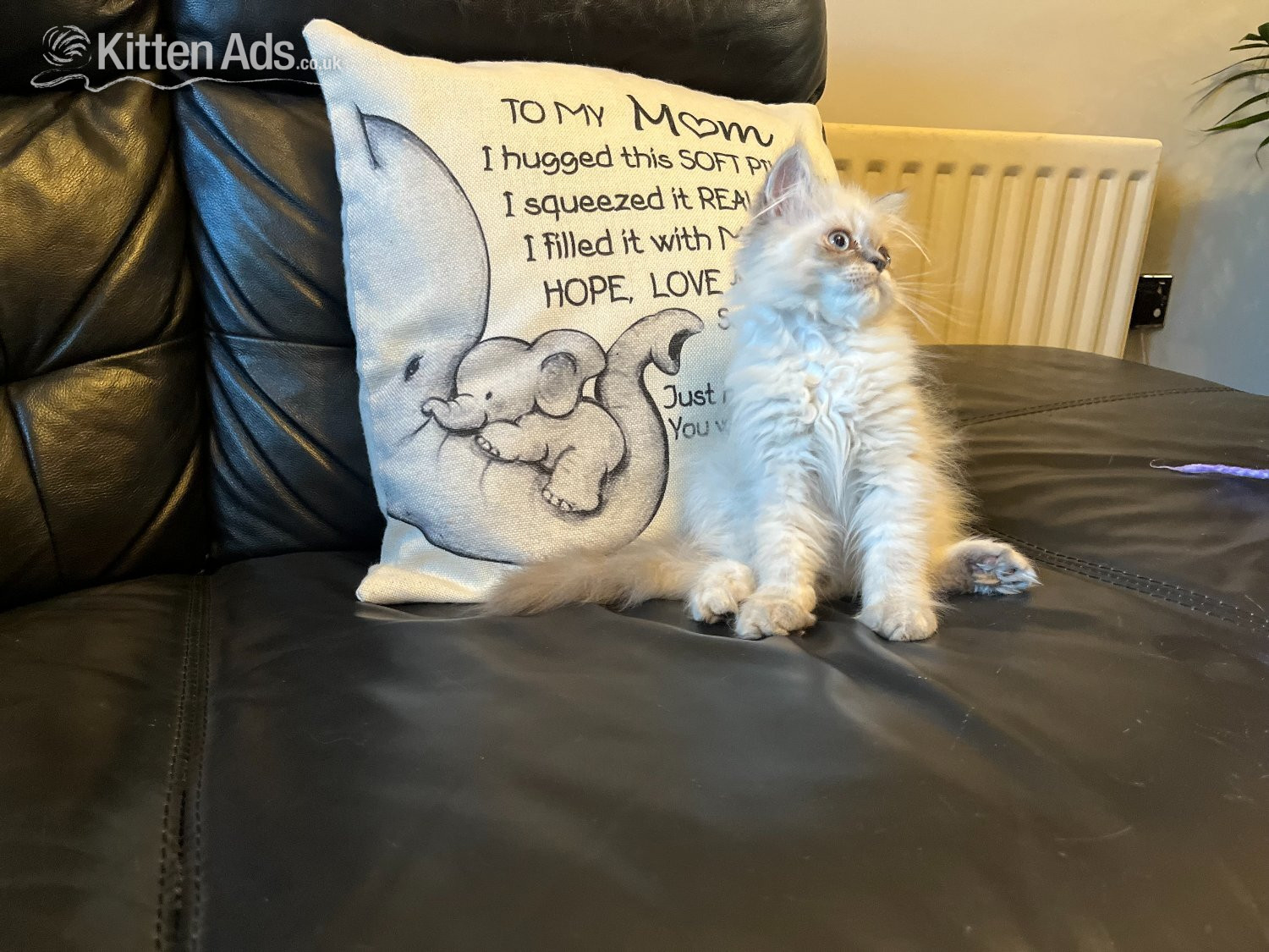 Persian - READY NOW Stunning Persian boy kitten ( fully vaccinated
