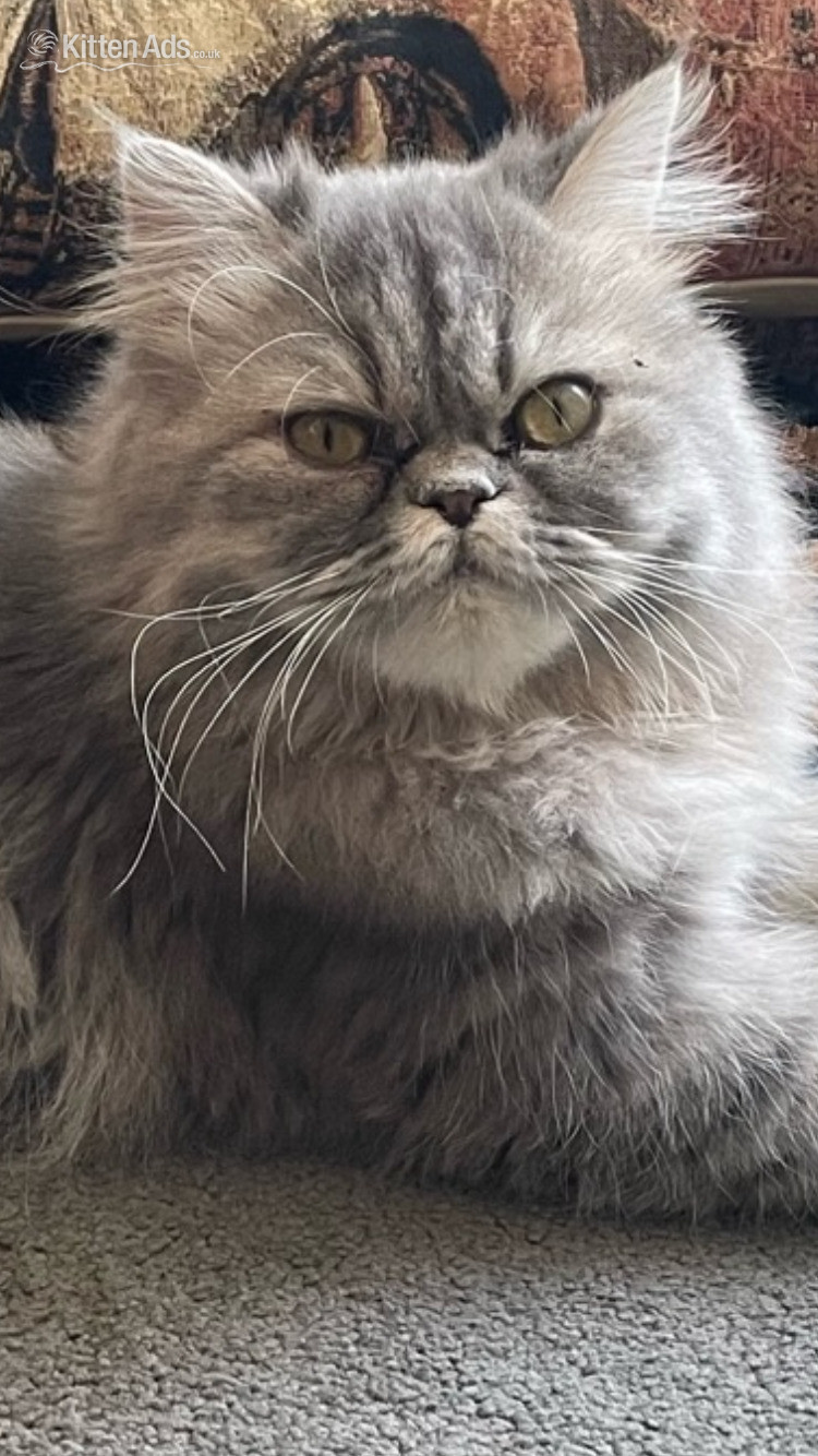 READY NOW Stunning Persian boy kitten ( fully vaccinated - Persian