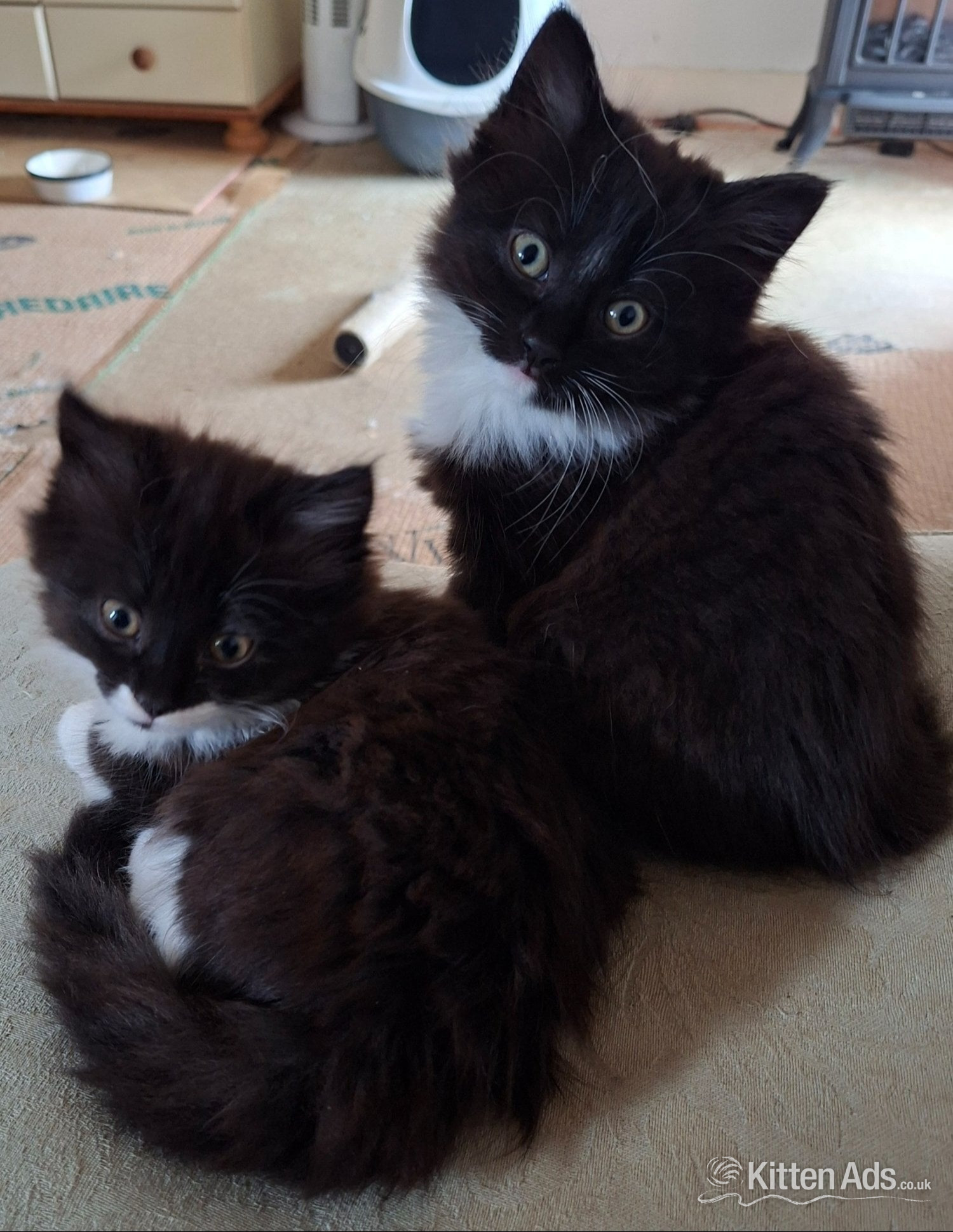 2 Black and White affectionate  females. in {LOCATION}