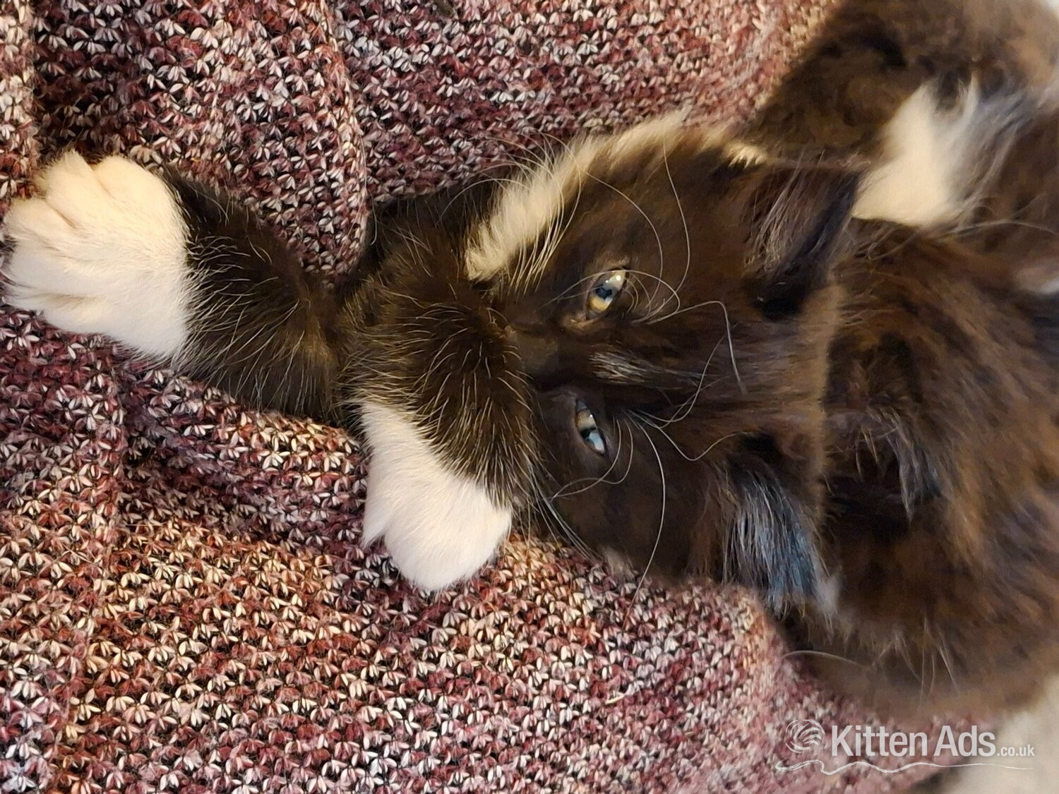 Ragdoll
