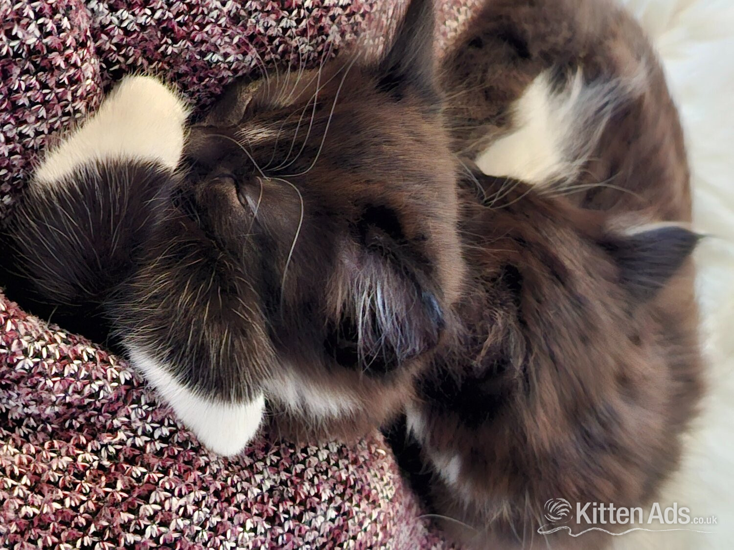 Ragdoll Cats and Kittens