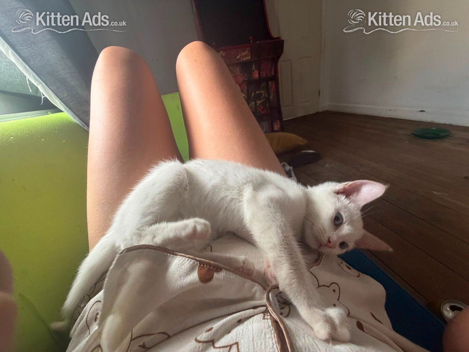 Beautiful pure white blue eyed boy 10 weeks old had first jab  in {LOCATION}