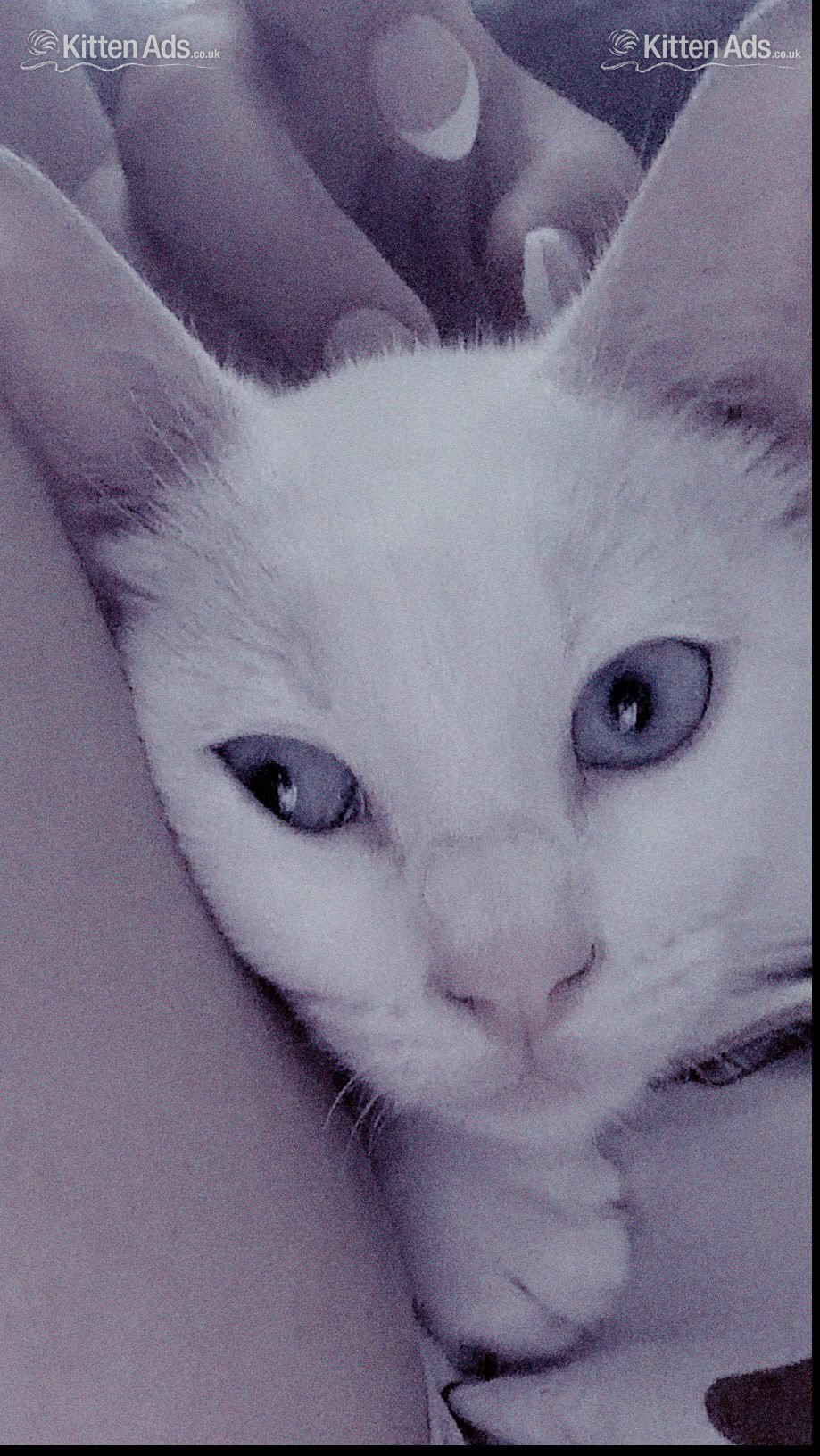  Cats and Kittens