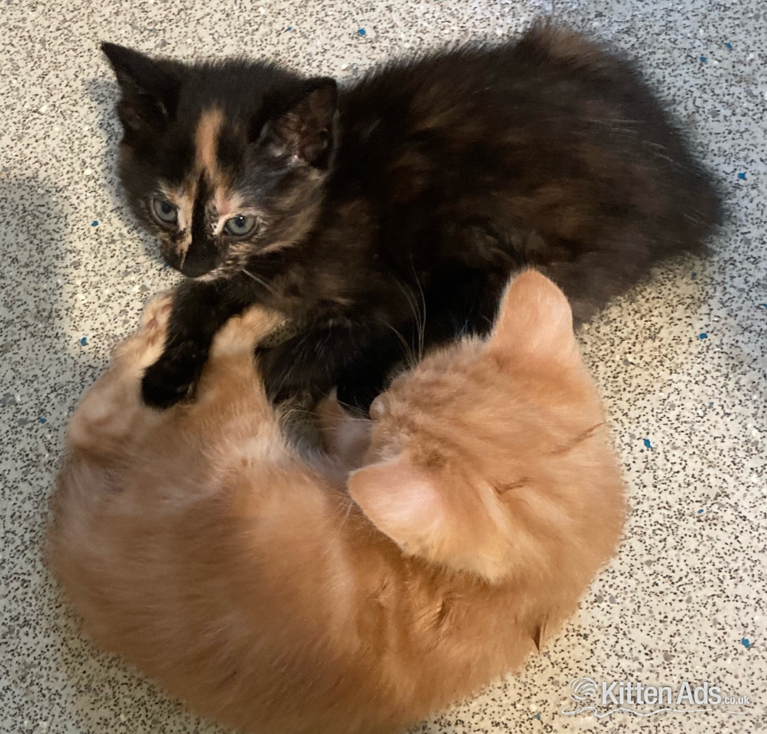 11 week old mixed litter kittens  - 
