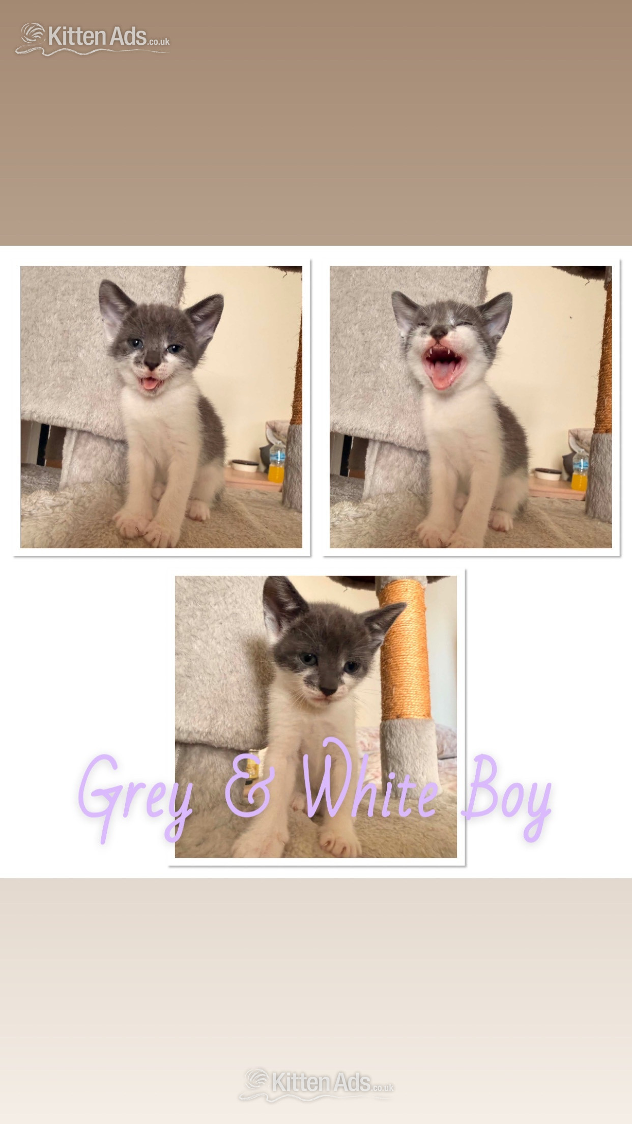 Cats and Kittens