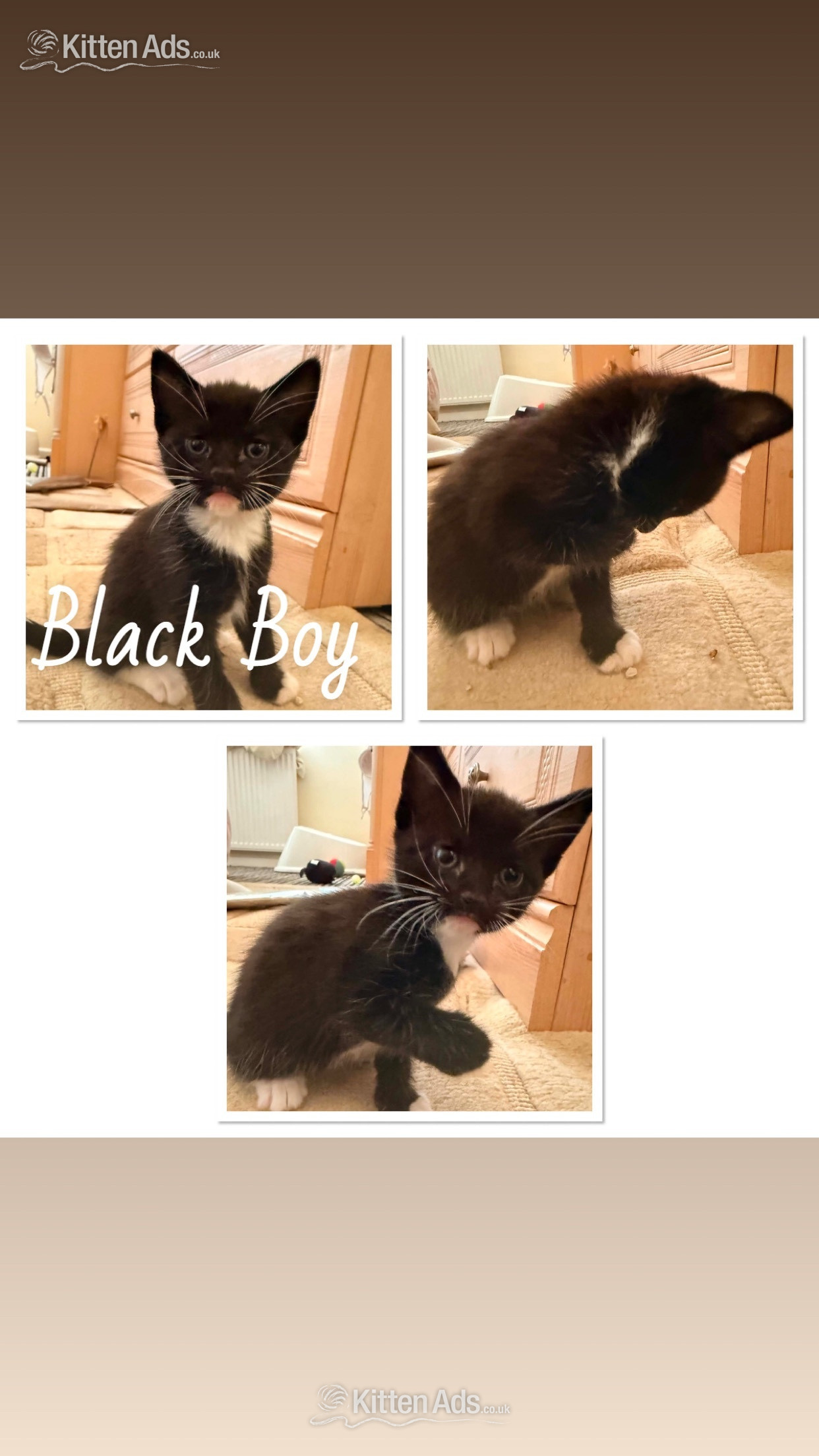  - 7 Beautiful Kittens